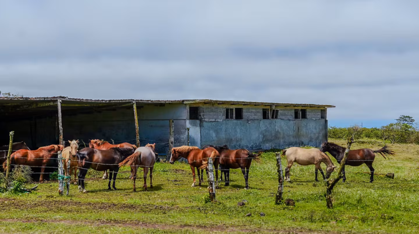 la-experiencia-es-para-mayores-de-21-anos-y-requiere-quedarse-por-lo-menos-un-mes-foto-galapagos-horse-and-friends-FC2IOSTUNZC6LLFPOMDNN55V7E