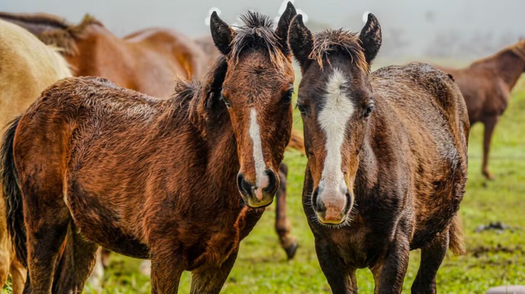 image la fundacion busca voluntarios para cuidar caballos con alojamiento gratis foto galapagos horse and friends NEN2O4BWZRGCXCQKR6U6H4PKKM