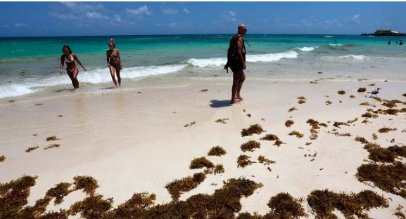 image menos sargazo tulum
