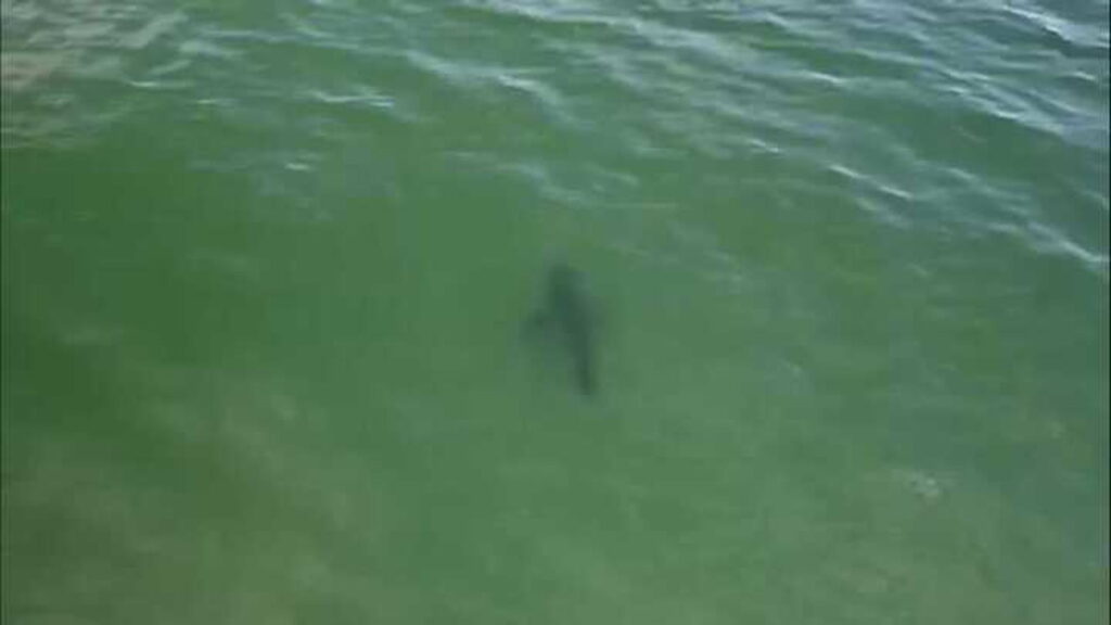 Más de seis tiburones blancos aparecieron cerca de una playa y sorprendieron a los bañistas image ner7moj8 1280