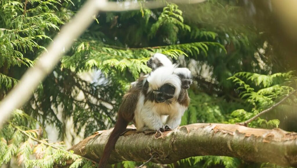Nacieron gemelos de una especie de mono en peligro crítico de extinción en un zoológico de Inglaterra image xdkh6sVyE 2000x1500 2