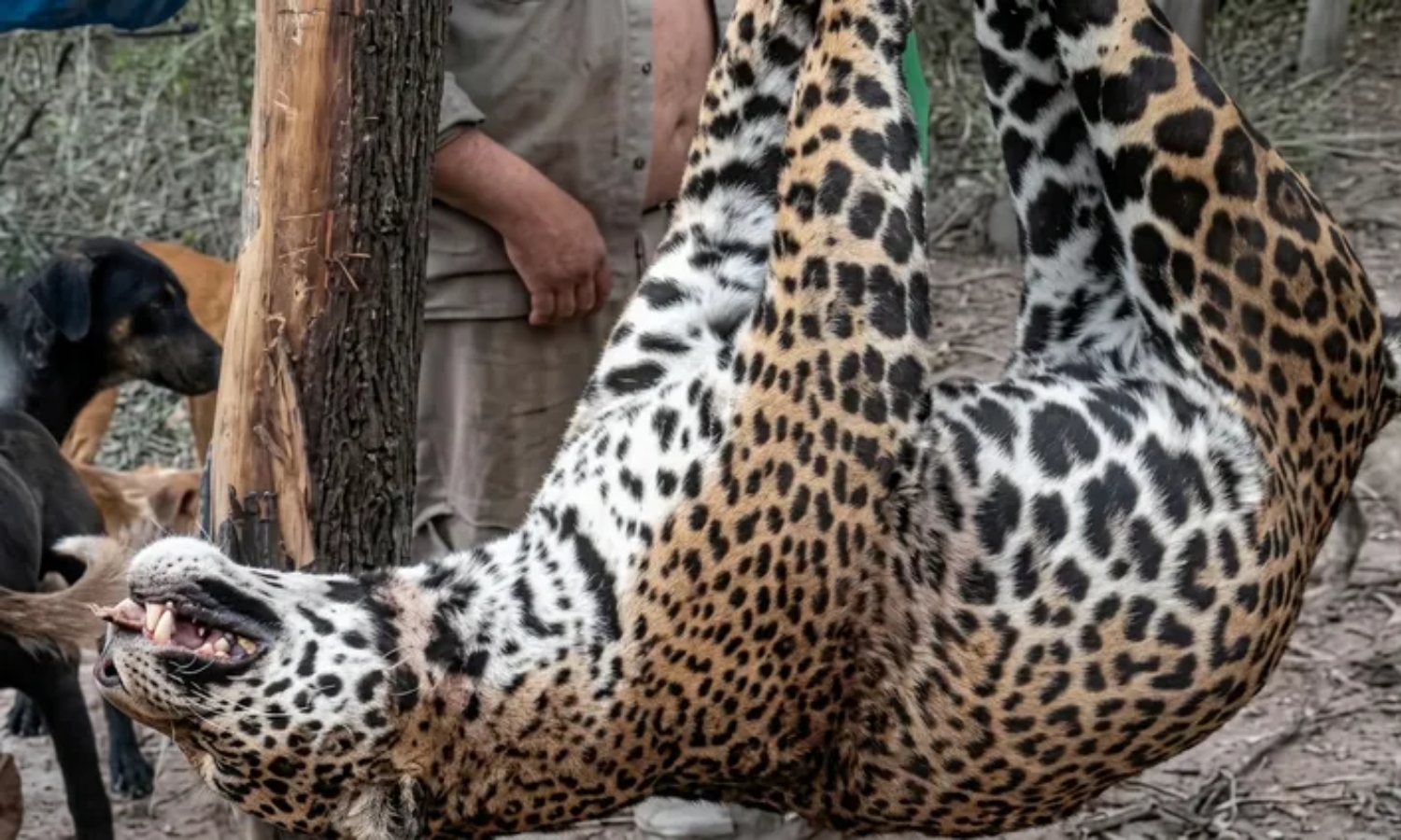 yaguareté muerto (2)