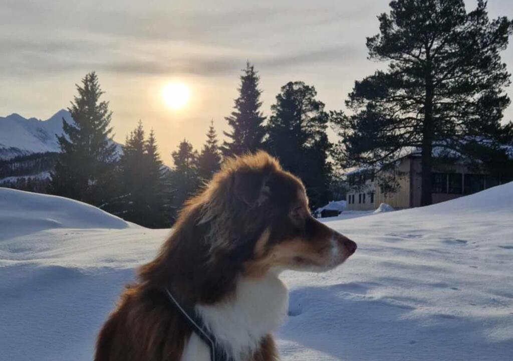 Noruega busca personas para cuidar casas y mascotas a cambio de alojamiento image 1000023307