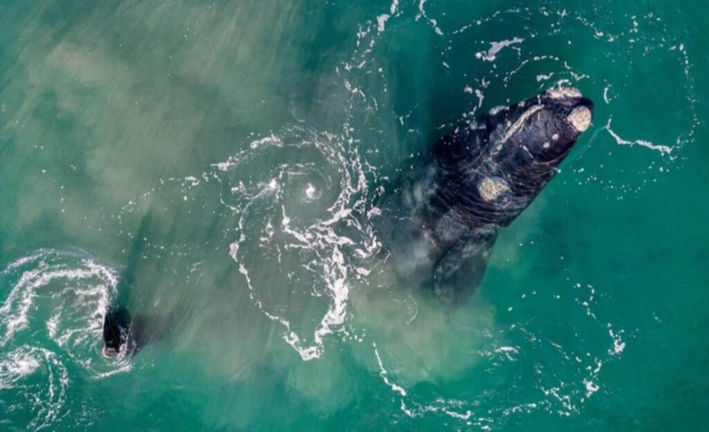 Contaron 1.375 ballenas francas australes en Península Valdés durante el primer censo de 2026 image 1788821364830