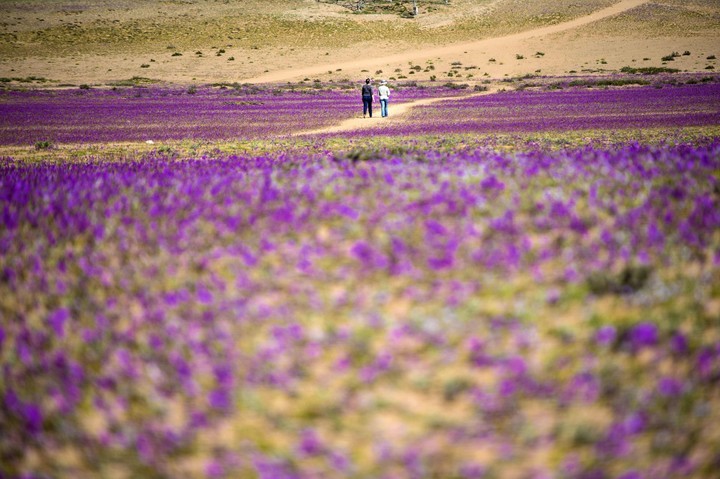 Desierto Florido 2026: cuándo viajar y dónde ver el increíble espectáculo de Atacama image