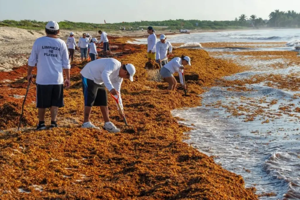 El mal tratamiento de aguas residuales podría estar alimentando el avance del sargazo en Quintana Roo image Diseno sin titulo 56 9