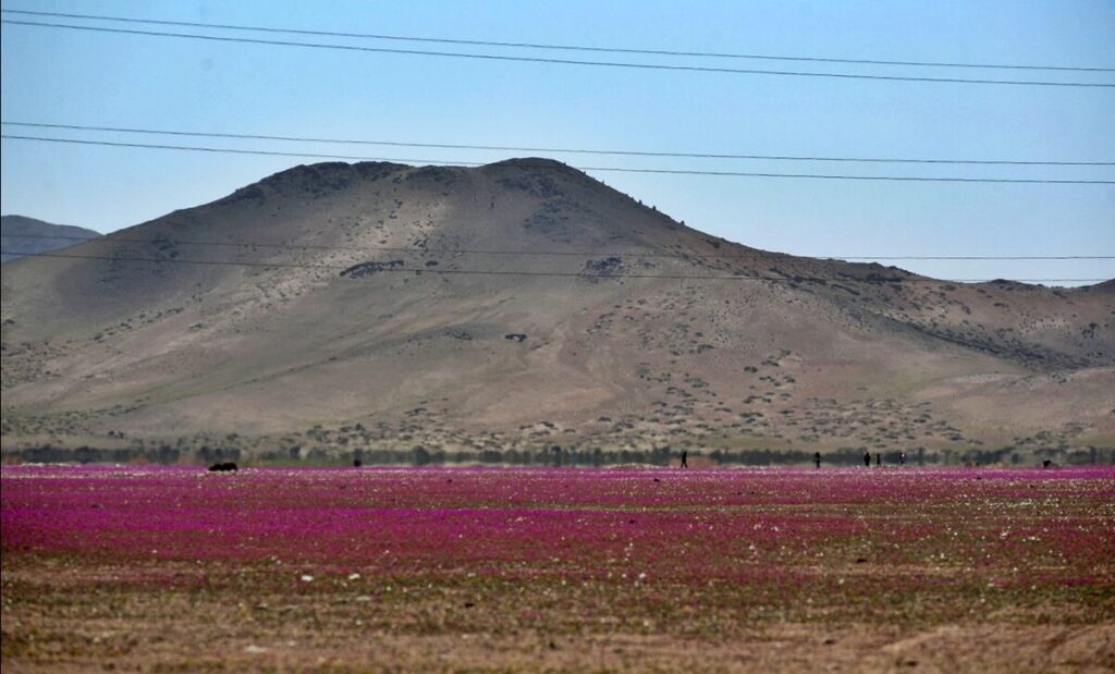 El desierto más árido del mundo se llenó de flores y así se ve image ELDIX72N6VGFZN3EHTLABRTPRY