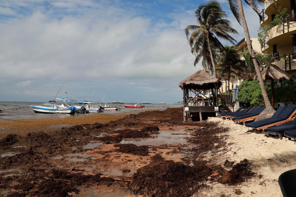 El sargazo cambia los planes de los turistas en el Caribe mexicano: agencias los derivan a playas del Pacífico image I0PWR Mhl 2000x1500 2