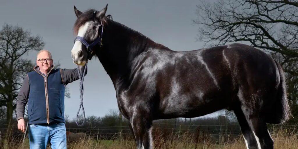 Hugo, el caballo más alto del mundo, mide casi 2 metros y todavía podría seguir creciendo image LBBZRL6RCZEK5FJYN54LNYLJPY