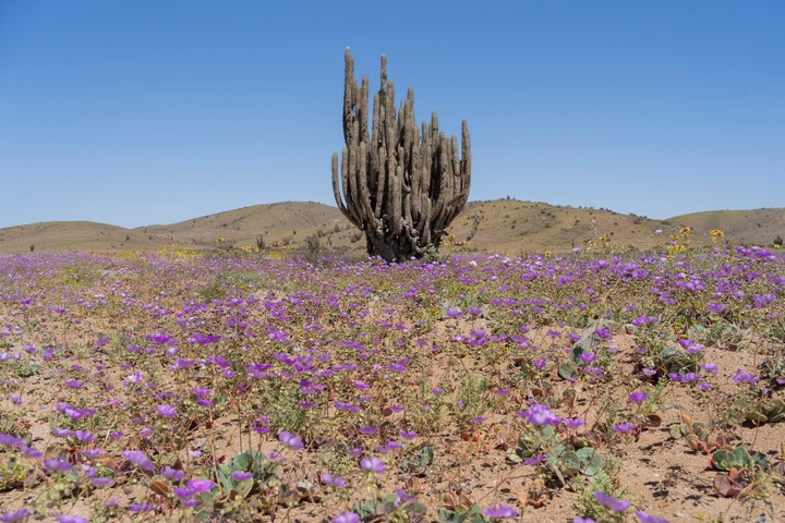 Desierto Florido 2026: cuándo viajar y dónde ver el increíble espectáculo de Atacama image