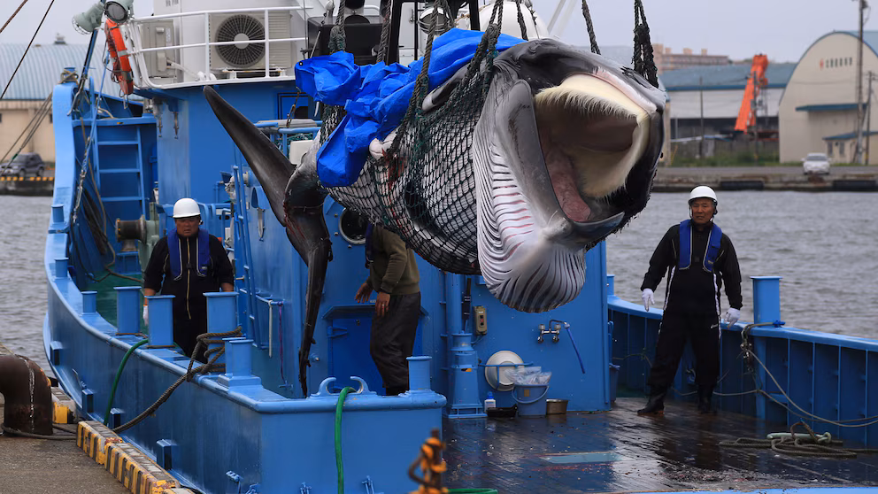 Islandia prepara una ley para prohibir la caza de ballenas y dejaría a Noruega y Japón solos image ZRLFCJCXGFCRBAOX34JYEVYWUY