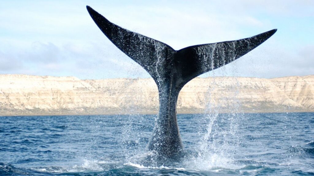 Contaron 1.375 ballenas francas australes en Península Valdés durante el primer censo de 2026 image ballena franca 2085525