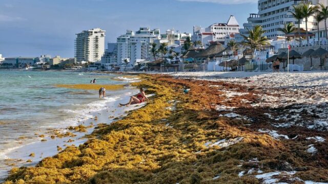 Alivio en Cancún por el sargazo: en septiembre llegó solo una quinta parte de lo registrado en agosto image costo traslado del sargazo hoteles e1752195331610