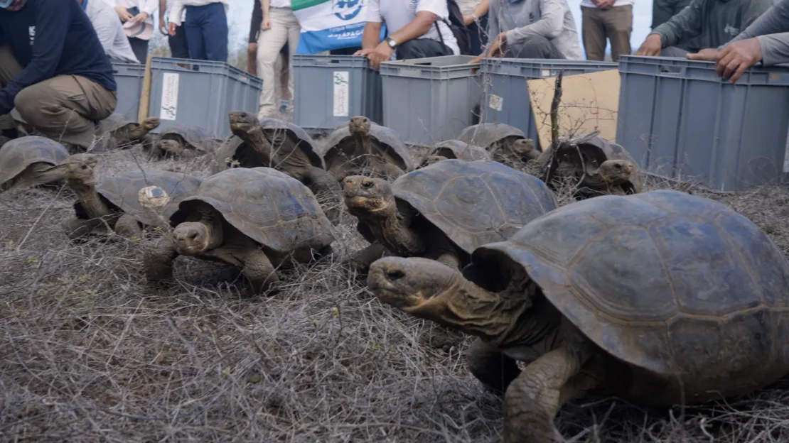 cte-galapagostortoise-pics-00-00-09-03-still006