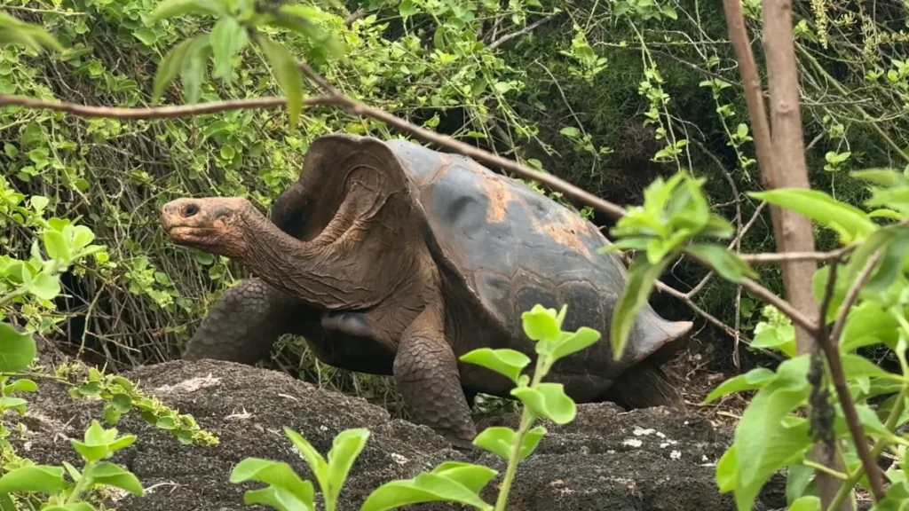 Las “tortugas alienígenas” que volvieron a Galápagos tras desaparecer durante más de un siglo image cte galapagostortoise pics 00 00 27 29 still018