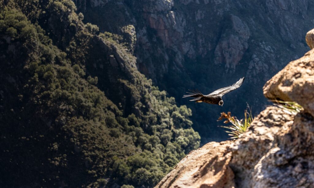 image documental condor argentina cordoba