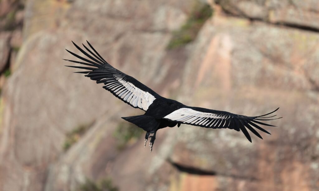 image documental condor argentina cordoba 3