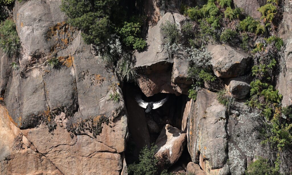 image documental condor argentina cordoba 4
