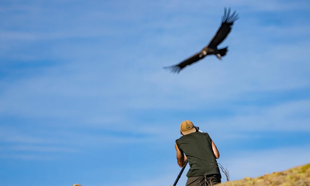 image documental condor argentina cordoba 8