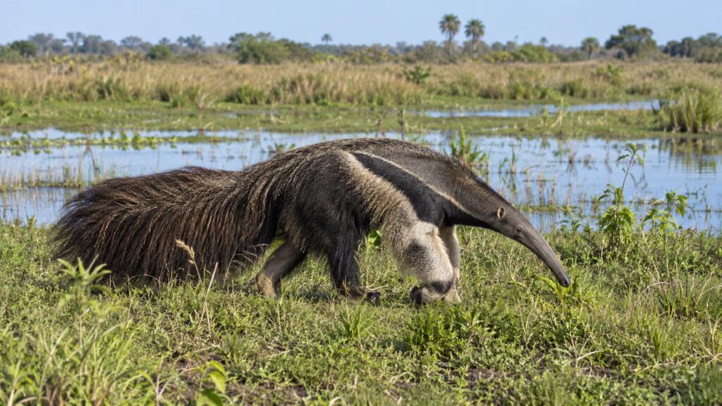 image el oso hormiguero volvio a corrientes tras varias decadas gracias al proyecto imagen ilustrativa generada con ia OK6Q6FASJRENVLFBNS2RSHI3LY