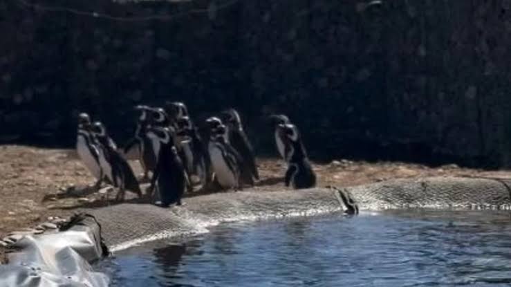 Más de 40 pingüinos dejaron el ex Aquarium de Mar del Plata y ahora viven en Río Negro image images 2026 09 17T102009.653