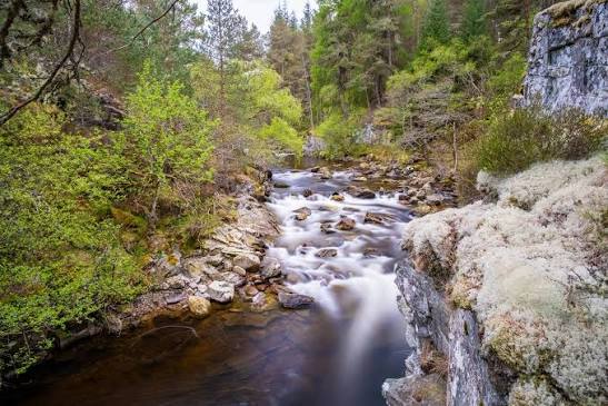 Buscan voluntarios para vivir gratis en una reserva natural de Escocia y trabajar con fauna image images 2026 09 18T114301.022