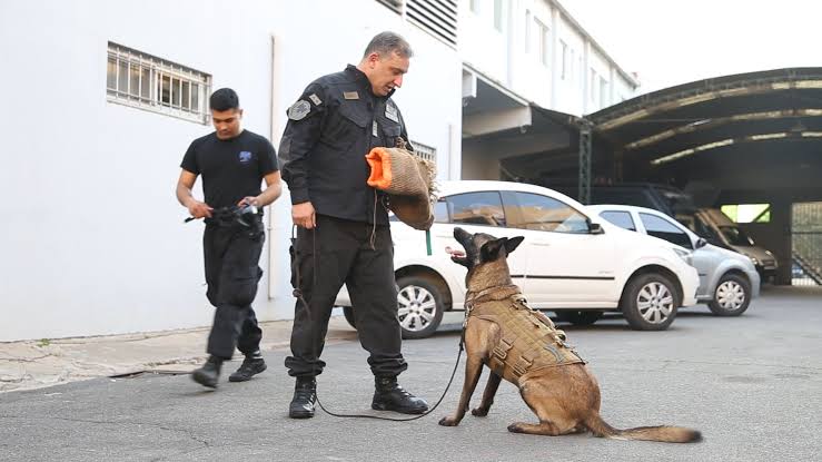 Los perros que fueron demasiado amigables para ser policías ahora buscan una familia image images 2026 09 24T102948.133