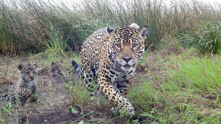 El yaguareté vuelve a rugir en Iberá y ya son 50 los ejemplares que viven en libertad image images 2026 09 30T103922.664