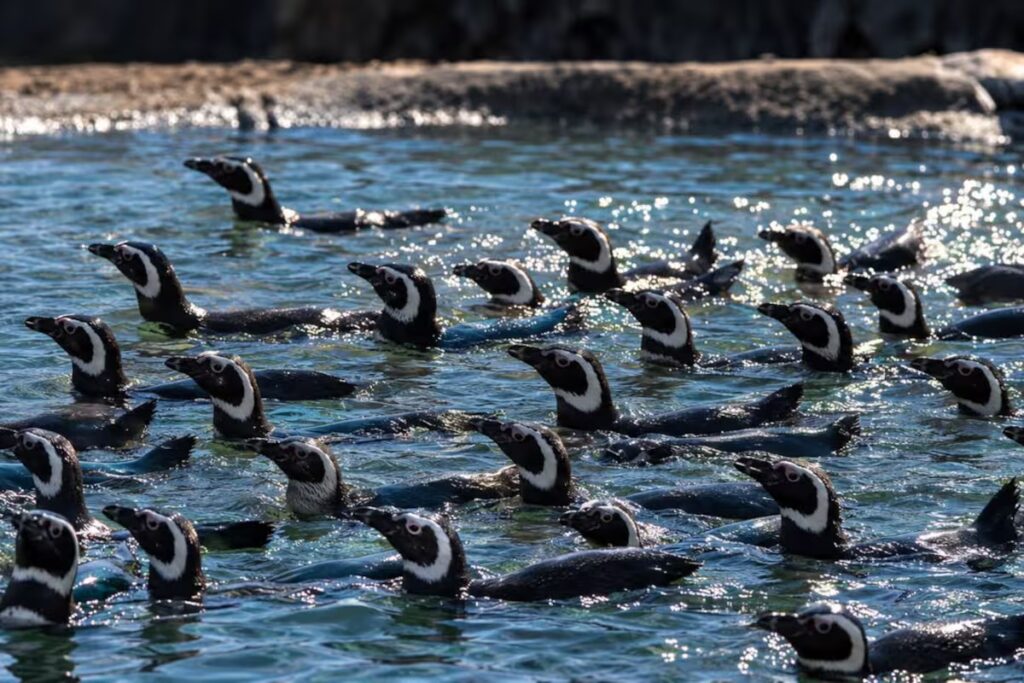 Más de 40 pingüinos dejaron el ex Aquarium de Mar del Plata y ahora viven en Río Negro image los 43 pinguinos magallanicos trasladados desde ALI6DCYXOZGVJKUTT2VXB7IWIQ