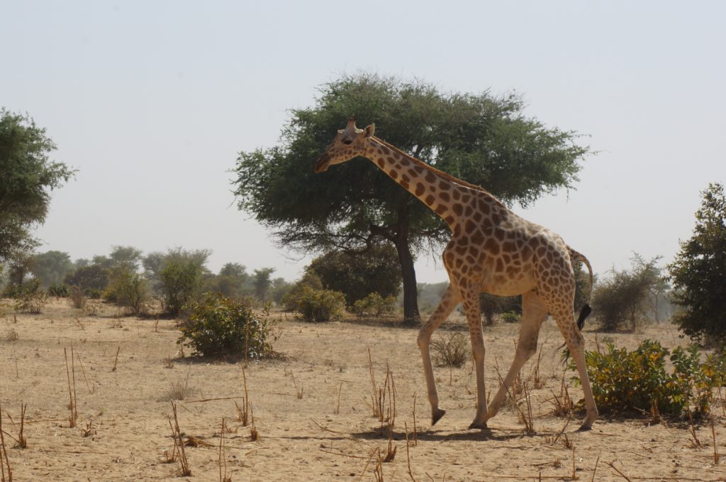 niger-e1563451713347-1024x681