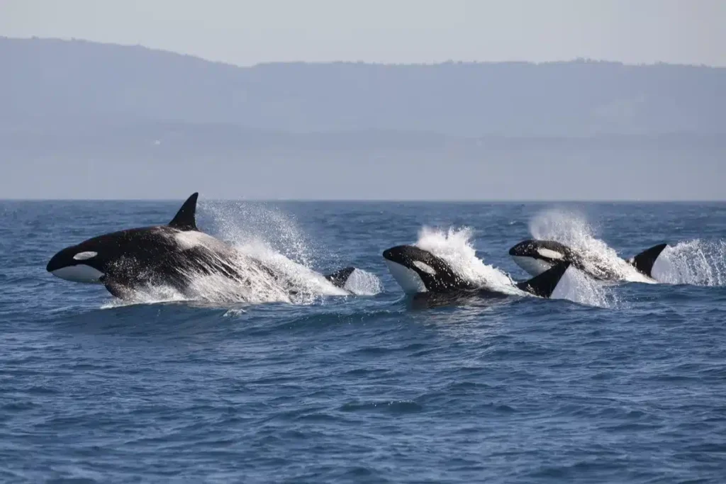 image orcas