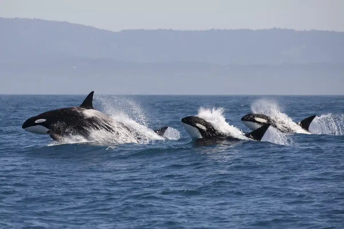 orcas orcas
