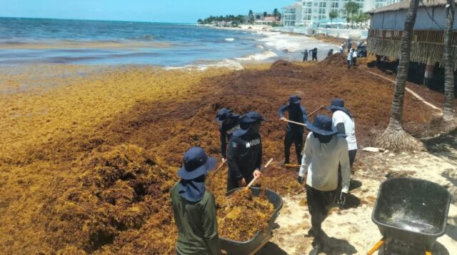 El mal tratamiento de aguas residuales podría estar alimentando el avance del sargazo en Quintana Roo image sargazo playa del carmen 1 e1777847809155