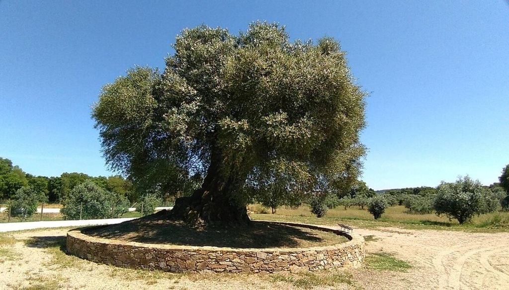 tem-mais-de-3-700-anos-e-ainda-produz-azeitonas-a-historia-da-oliveira-mais-antiga-de-portugal-1787143863651_1024