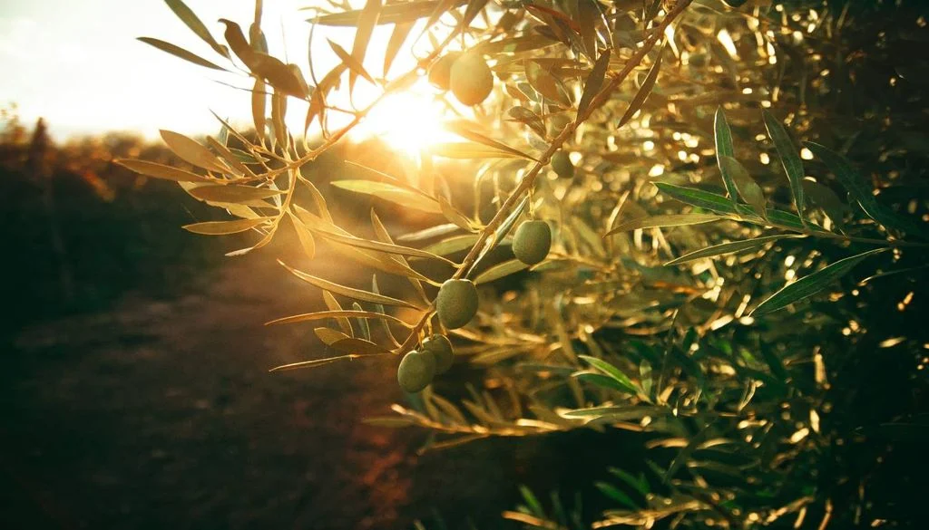 image tem mais de 3 700 anos e ainda produz azeitonas a historia da oliveira mais antiga de portugal 1787144139359 1024