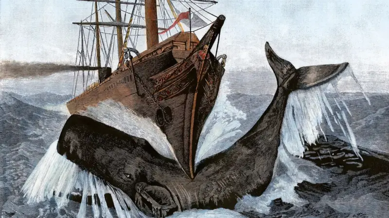 El órgano de los cachalotes que podría explicar cómo lograron hundir barcos image 16a23b10 c0cf 11f1 bc2e 018d645d8d21.jpg