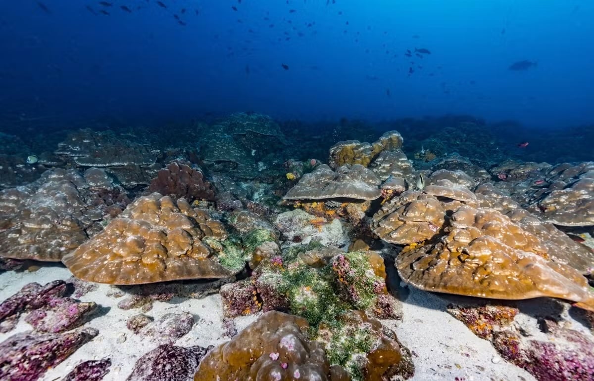 Imagen de algunos de los corales estudiados en las Islas Galápagos. Foto cedida por Greg Asner