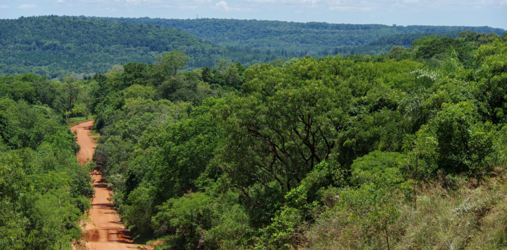 Donaron 78 hectáreas de selva en Misiones y hoy protegen a miles de especies image KyXvTld5E 1256x620 1