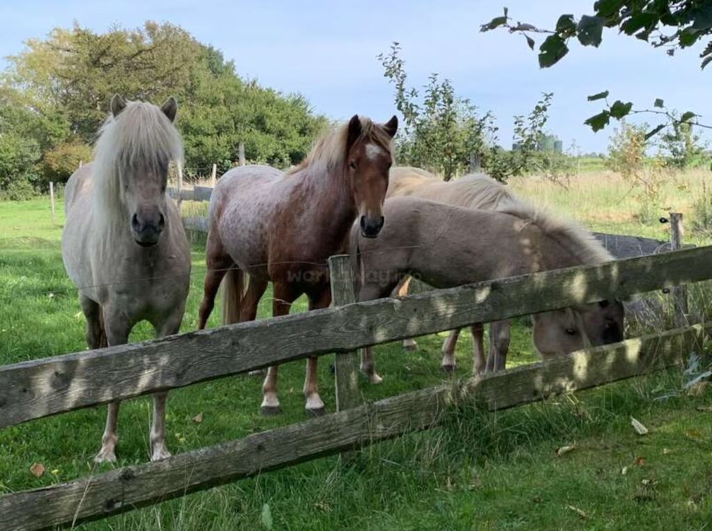 Ofrecen alojamiento gratis en Dinamarca a cambio de ayudar en una granja con animales image es fundamental trabajar con los animales foto workway KAWRMYH5MJAK5OUVKPAPSL7BX4