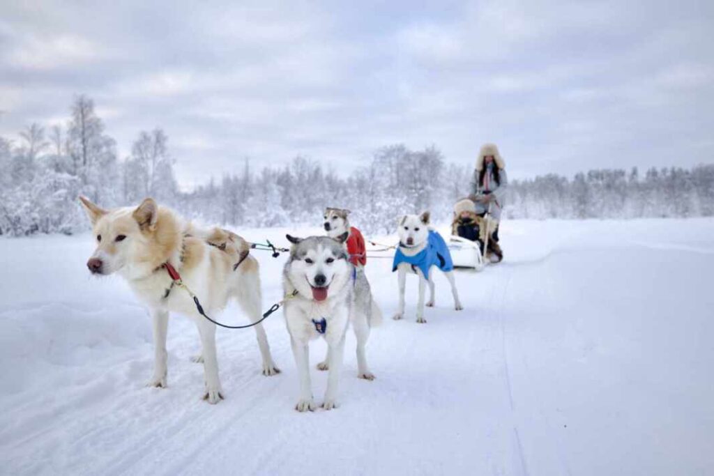 image img 2 huskies finlandia 1068x712 1
