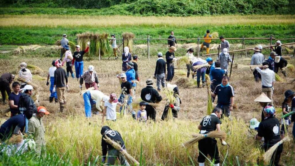image img 3 japon wwoof 1068x601 1