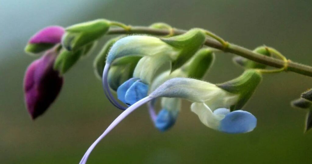Descubren una flor albiceleste en los Andes y la nombran en honor a Lionel Messi image messi 4