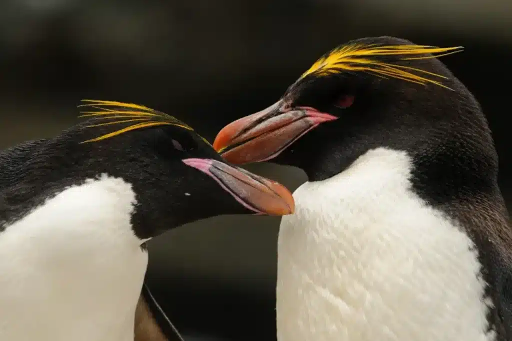 La mayor colonia de pingüinos del mundo perdió más de medio millón de ejemplares image pingui3
