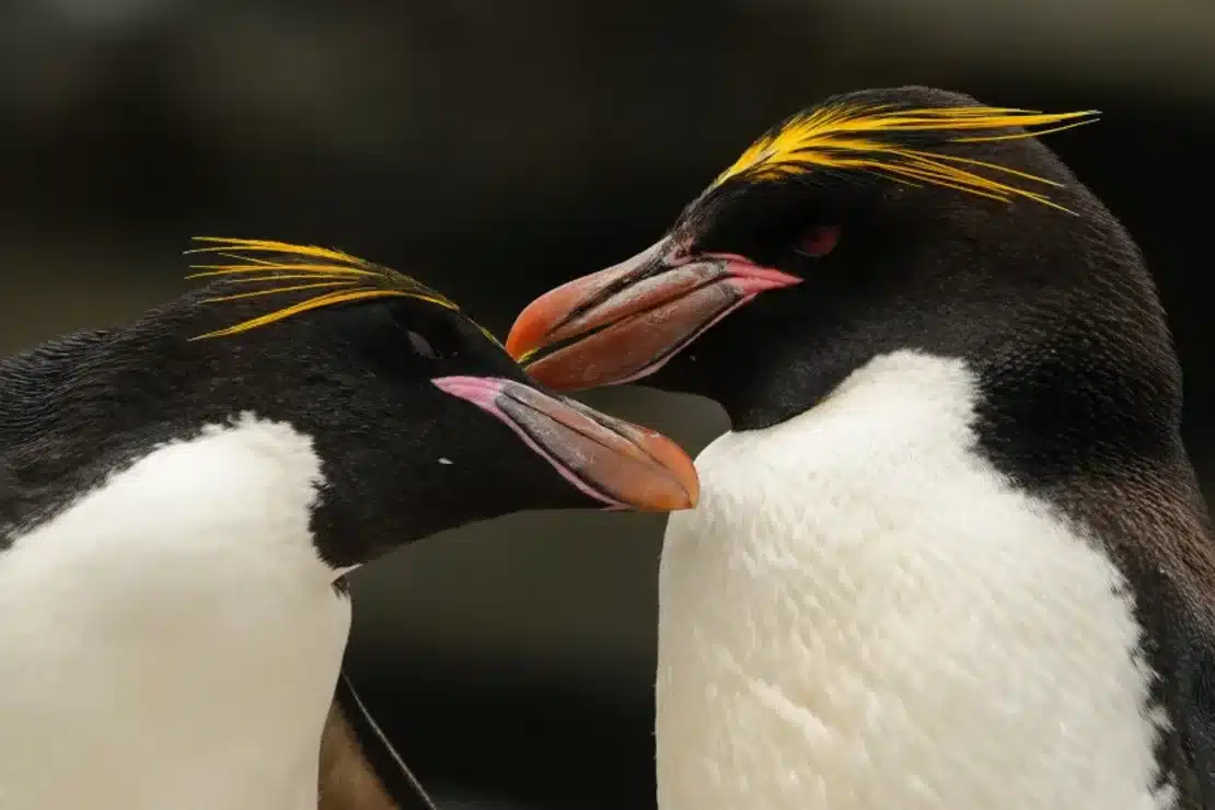 pingui3
