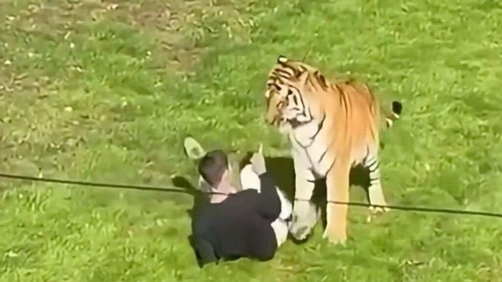 image tigre uk