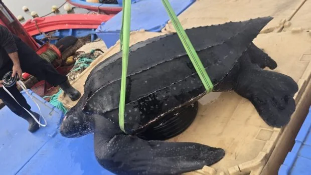 Rescatan a una tortuga laúd de 400 kilos que pasó toda la noche atrapada en una red de pesca image tortuga rescatada en ceuta en la cubierta del barco 620x349 1