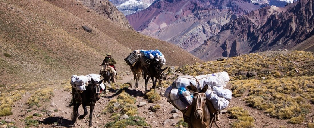 00f710a2138fee1395ac5d81455bc652_1000_1100