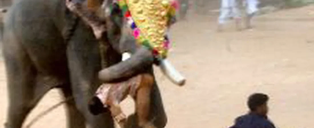 04-23-elefante-matadorjpg