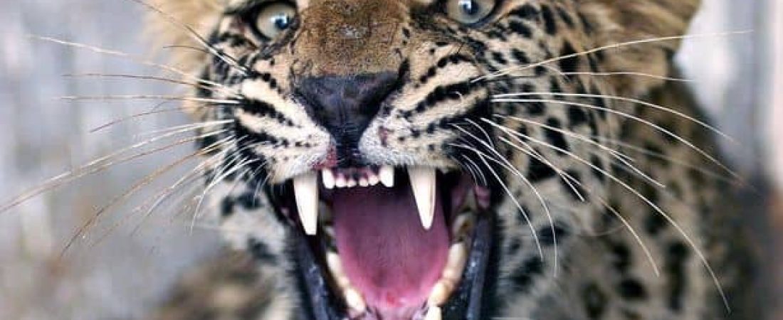 0_An-injured-common-leopard-roars-as-Pakis