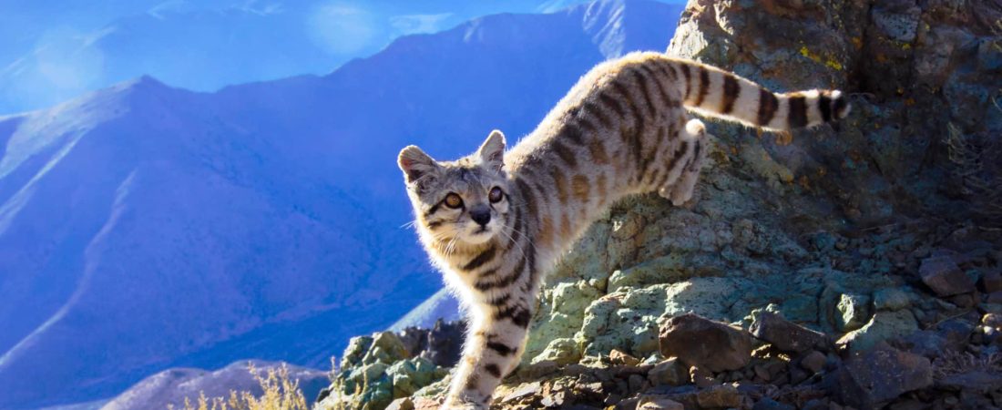 Andean Cat on a rock